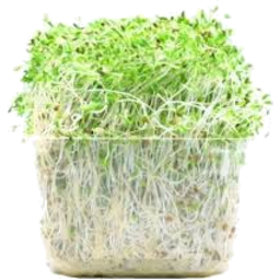 Photo of Alfalfa Sprouts Punnet 
