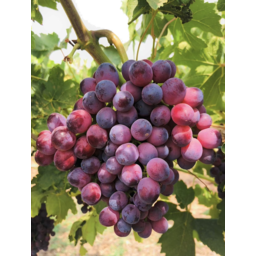 Photo of Grapes - Sunrise Red - 1kg or more 