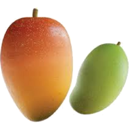 Photo of Taiwan Mangoes