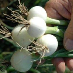 Photo of Onions Salad Globe Ea