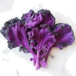 Photo of Kale Purple - Bunch
