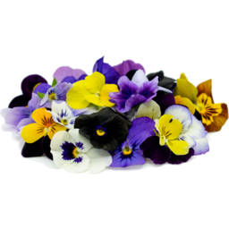 Photo of Edible Flower Viola Purple