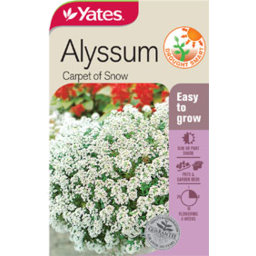 Photo of Yates Alyssum Carpet Of Snow Seed Packet