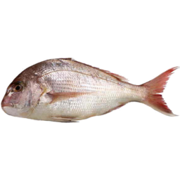 Photo of Whole Baby Snapper