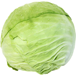 Photo of Cabbage Plain