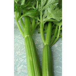 Photo of Celery Stick