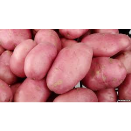 Photo of Potato Desiree Washed