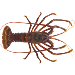 Photo of Catalanos Crayfish Raw 350g