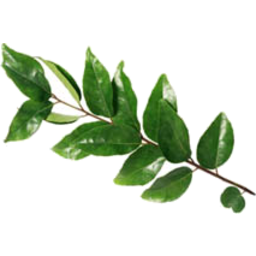 Photo of Herbs - Curry Leaves 10g