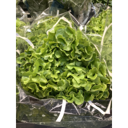 Photo of Hydro Lettuce Green Oak