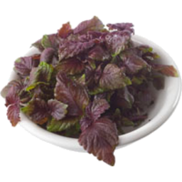 Photo of Micro herbs Red Shiso