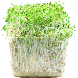 Photo of Sprouts Alfalfa & Garlic 