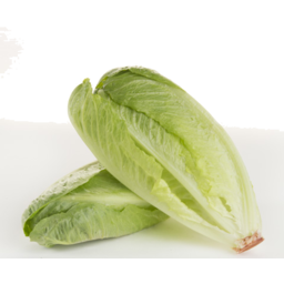 Photo of Lettuce Cos Baby