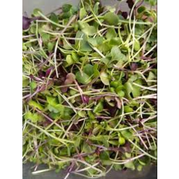 Photo of Large Salad Mix Microgreens