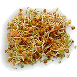 Photo of Sprouts Lentil