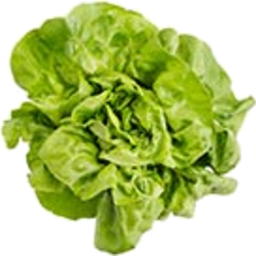 Photo of Farmers Choice Hydroponic Butter Lettuce Each