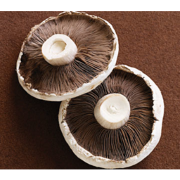 Photo of Flat Mushroom 