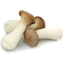 Photo of Ti King Oyster Mushroom