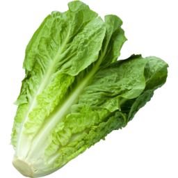 Photo of Cos Lettuce