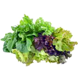 Photo of Lettuce - Mixed Hydro Each