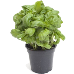 Photo of Basil Pot - Lettuce Patch