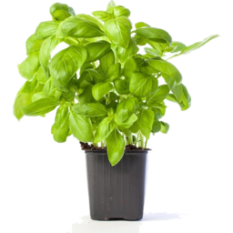 Photo of Basil Pot Plant