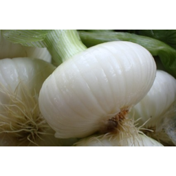Photo of Onions Salad
