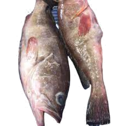 Photo of Reef Cod Whole