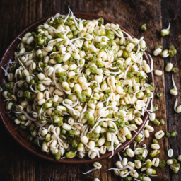 Photo of Mung Bean Sprout