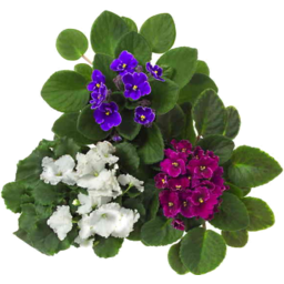 Photo of African Violets 115mm