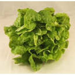 Photo of Lettuce Green Oak - Each