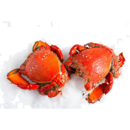 Photo of Spanner Crab