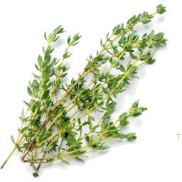 Photo of Herbs Thyme