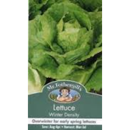 Photo of Seed Lettuce Mignon D