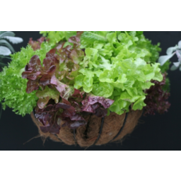 Photo of Lettuce Variety Organic Each