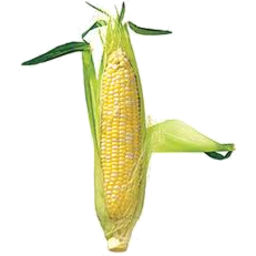 Photo of Organic Corn
