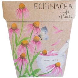 Photo of SOW N SOW Gift Of Seeds Echinacea