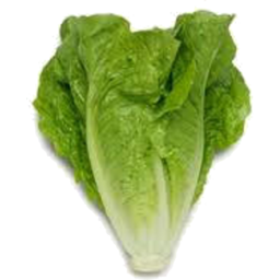 Photo of BABY COS LETTUCE ORGANIC EACH