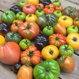 Photo of Mixed Heirloom Tomatoes