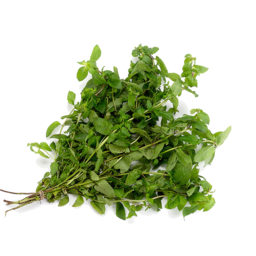 Photo of Herb - Mint