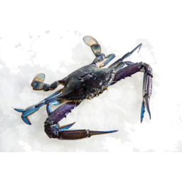 Photo of Whole Raw Blue Swimmer Crab Ea