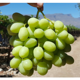 Photo of Green Globe Seedless Grapes