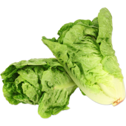Photo of Lettuce - Baby Cos Twin Pack