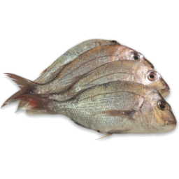 Photo of Whole Snapper