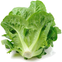 Photo of Baby Cos Lettuce