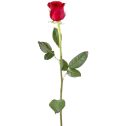 Photo of Flowers - Single Stem Rose