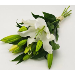 Photo of Flowers - Lillies Oriental Premium