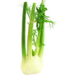 Photo of Fennel bunch (2 heads)