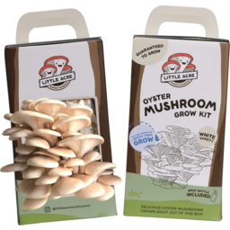 Photo of Little Acre Mushroom Kit White Oyster