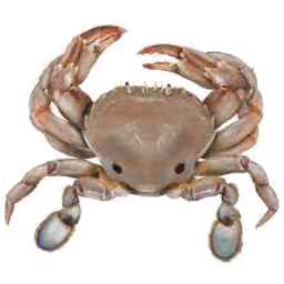 Photo of Sand Crab